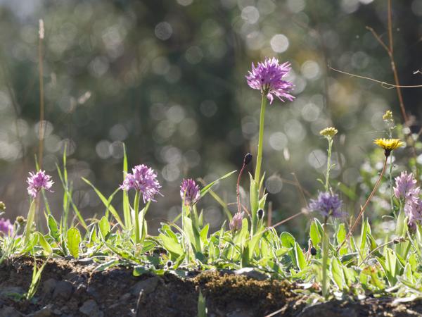 <h3><a href="/trips/kreta/biota/plantae/tracheophyta/liliopsida/asparagales/orchidaceae/orchis italica/orchis italica-nl.html">Orchis&nbsp;italica</a> / Naked‑man&nbsp;orchid / Italiaanse&nbsp;orchis</h3>OM-1 Mark II met OLYMPUS M.150-400mm F4.5, 1/1250 sec  bij F10.0, ISO 2000, afstand 7.45&nbsp;m